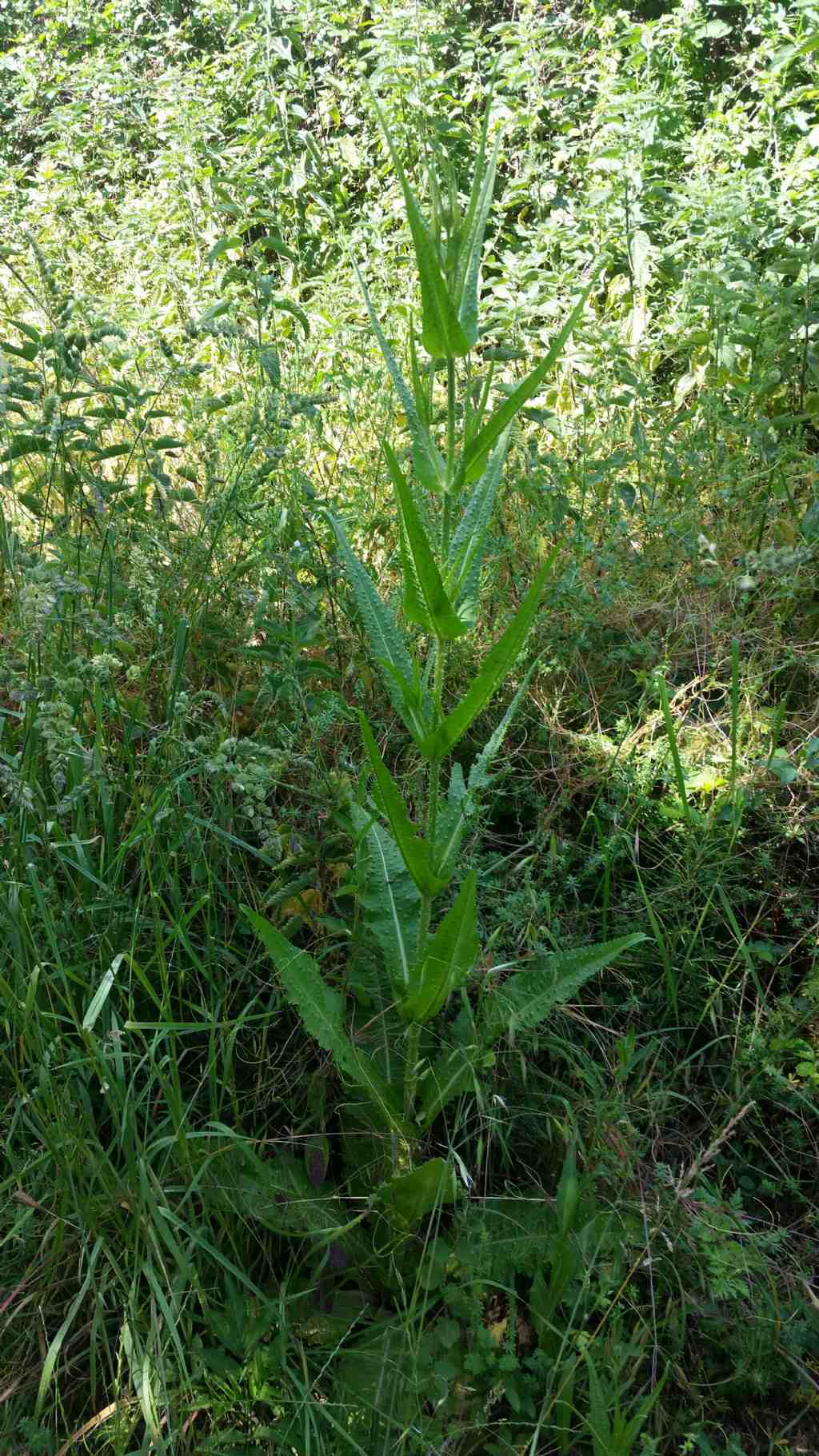 Dipsacus fullonum (Dipsacales - Caprifoliaceae)